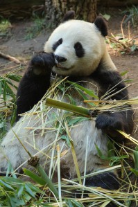 Pandad on tuntud oma äärmiselt vähese sugutungi poolest ning on osaliselt seetõttu suures väljasuremisohus. Pildil emane panda Bai Yun San Diego loomaaias Californias. Bai Yun on vangistuse saanud juba viie pandapoja emaks.  