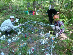 Mari Moora (pildil paremal krohmseente uuringul Koerus)  ja tema kolleegid on viimastel aastatel jälginud, milline on krohmseente mitmekesisus lokaalselt ja globaalselt ning kuidas reageeritakse keskkonnamõjudele.  